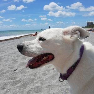 Meet your Posher, Sam